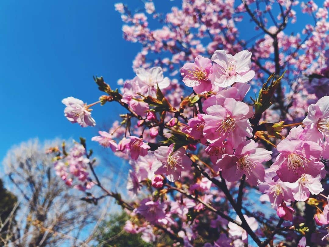 萩原悠のインスタグラム：「. 桜。春。大好きな季節。 気持ちや身の回りが新しくなったように感じる時でもある。 この季節になると、自然とあの人のことを思い出す。僕が大好きな2人。天国で会えてるかな。 この陽気な日が、いつまでも続けばいいのになぁ。  #桜 #春 #暖かい #この季節 #大好き #いつかまた #会える日まで #自分の道を #歩き続けよう」