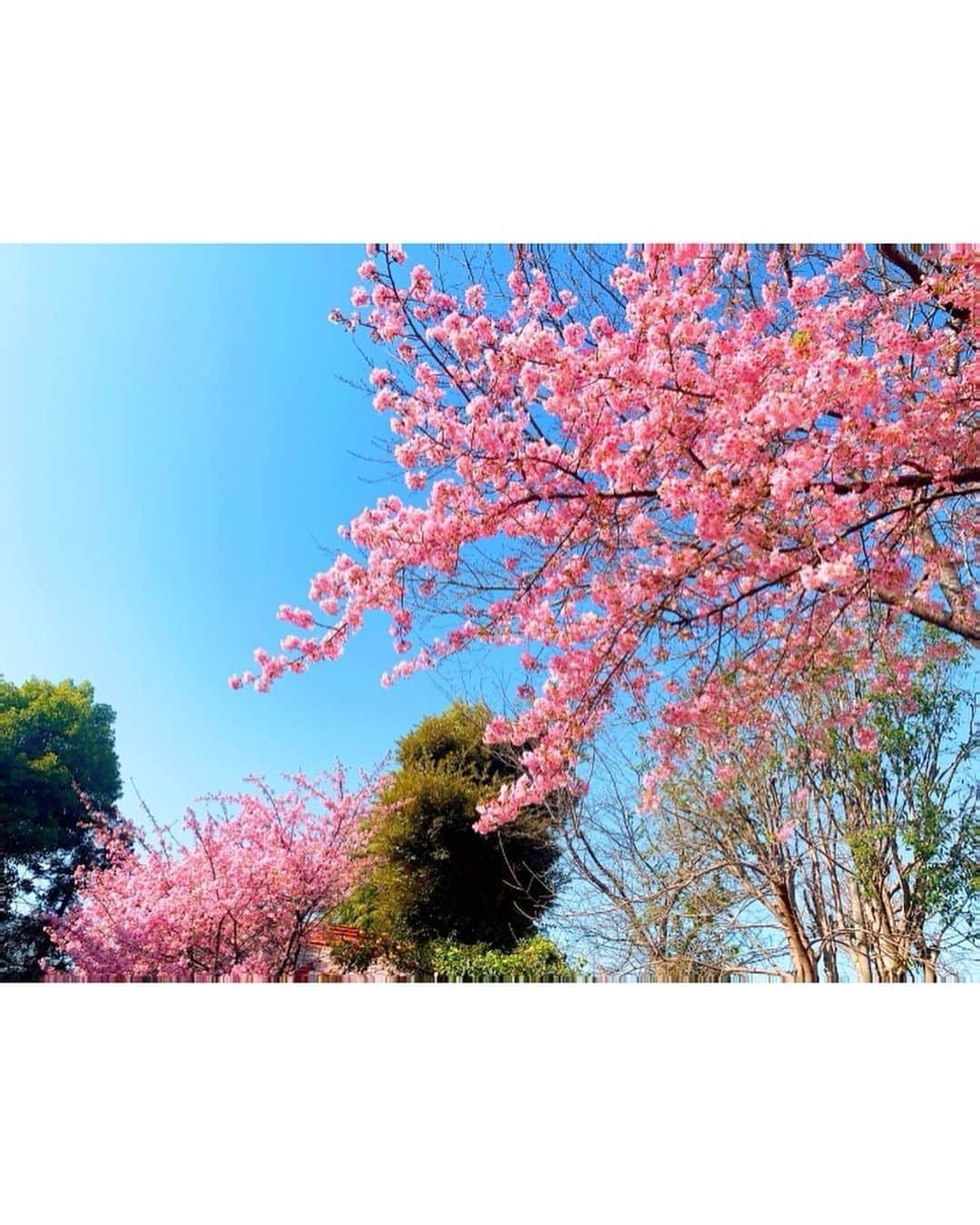 小松彩夏さんのインスタグラム写真 - (小松彩夏Instagram)「今日は新しい作品の台本を取りに行ってきました😊📖✨﻿ ﻿ 最近、お芝居のお仕事も続いていて嬉しいな...☺️﻿ ﻿ そしてまたこうして声を掛けていただけるのは本当にありがたいです🙇‍♀️﻿ ﻿ 台本を取りにいきがてら﻿ 天気も良かったのでちょっとお散歩🚶‍♀️﻿ ﻿ 河津桜が満開でした🌸﻿ 綺麗すぎて1人でしばらく眺めていました☺️﻿ ﻿ ちょっとバタバタした日が続いていたので﻿ 深く深呼吸してリフレッシュ✨﻿ ﻿ 暖かくなってきてやっとおろしたコートは展示会で頼んでいた @resexxy_official のライダースレイヤードトレンチ🧥﻿ ﻿ ライダースとトレンチをレイヤードしているみたいなデザインが気に入り💓﻿ ﻿ 暖かくなってくるとなんだか﻿ ウキウキしちゃうのは私だけ🤪？笑﻿ ﻿ #resexxy #リゼクシー #春コーデ #トレンチ #ライダース #トレンチコート #アウター #春ファッション #2021SS #プチプラ #プチプラコーデ #outfit #ootd #💗 #👗 #私服 #ファッション #fashion #follow #instagood #小松彩夏 #502」2月22日 21時01分 - official_ayaka_502