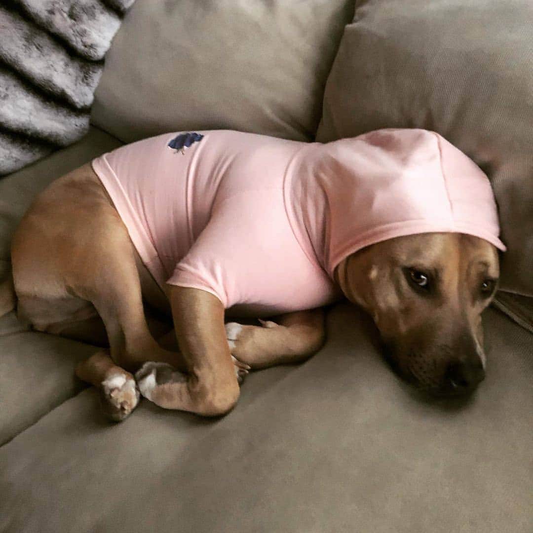 SHEINのインスタグラム：「Simply PAW-fect ! 😍  Shop the SHEIN X @angleronewyork collection to match with your best friends! 🐶 #SHEINX」