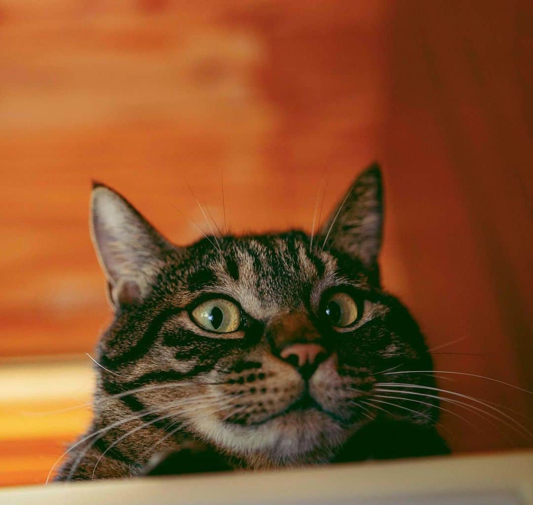 柴田フミコのインスタグラム：「タンスの上から見てた いい顔してるなぁ  #猫の日って事で #猫 #富良野 #ルゴロワ大塚さんファミリー」
