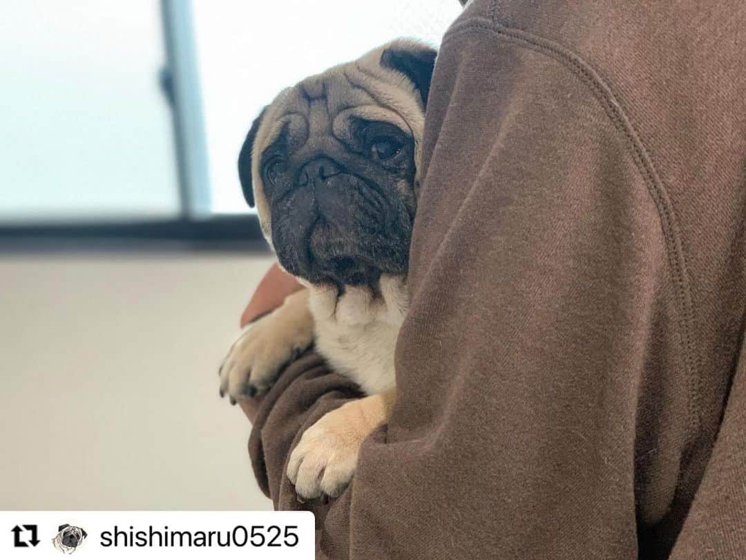 のインスタグラム：「#Repost @shishimaru0525 さんのししまるくん。  切なげな表情🥺  そのワケは❔  かあちゃんの抱っこがいい って、 熱い眼差しで訴えてるのです☺️  ハッシュタグ #いぬのきもち #ねこのきもち に投稿いただいた可愛い写真をご紹介しています！ 「いぬのきもちWEB　MAGAZINE」、「ねこのきもちWEB MAGAZINE」でもご紹介させていただくことも！  -------------------  .  #いぬ #いぬすたぐらむ #いぬのいる暮らし #いぬのきもち #いぬ好き #犬 #犬好きさんと繋がりたい #犬のいる生活 #犬と暮らす #犬好き #dog #dogsofinstagram #dogstagram」