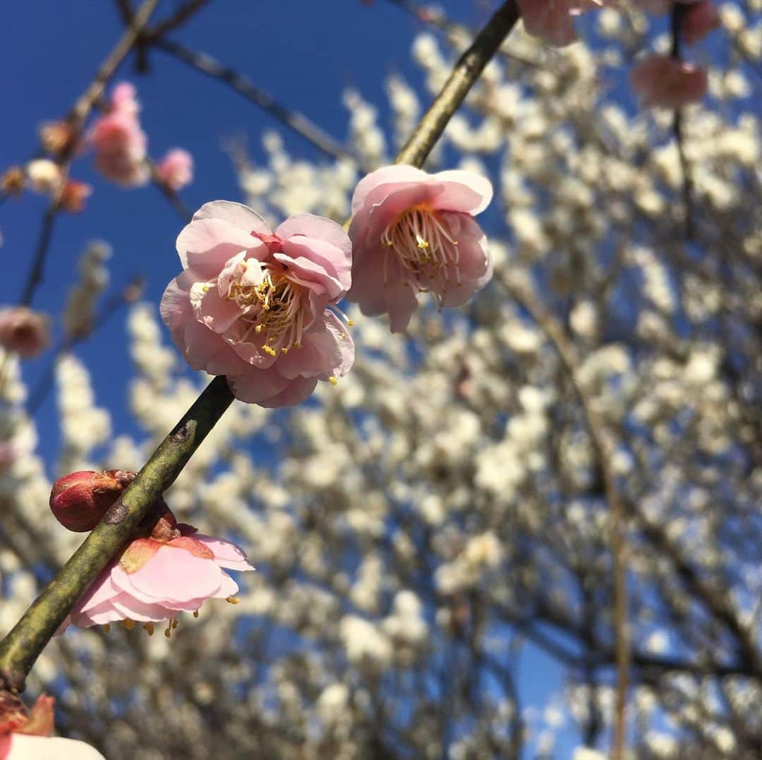 ティ・カトウさんのインスタグラム写真 - (ティ・カトウInstagram)「ティの山梨見聞録　その82 「不老園の梅」 甲斐路の春を感じようと不老園に行ってきました。 2000本の梅がお出迎え。 月末には満開かしら。  #ティの山梨見聞録 #不老園 #梅は咲いたか桜はまだかいな」2月22日 15時38分 - tea_kato