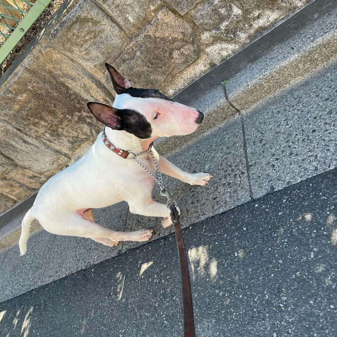 Q太郎さんのインスタグラム写真 - (Q太郎Instagram)「#minituru#bull#terrier#minibullterrier#miniturubullterrier#dog#dogstagram#cute#qtaro#love#family#ミニチュア#ブルテリア#ミニチュアブルテリア#Q太郎#ボールが#ないから#かーえろ」2月22日 15時42分 - qtaro.jun