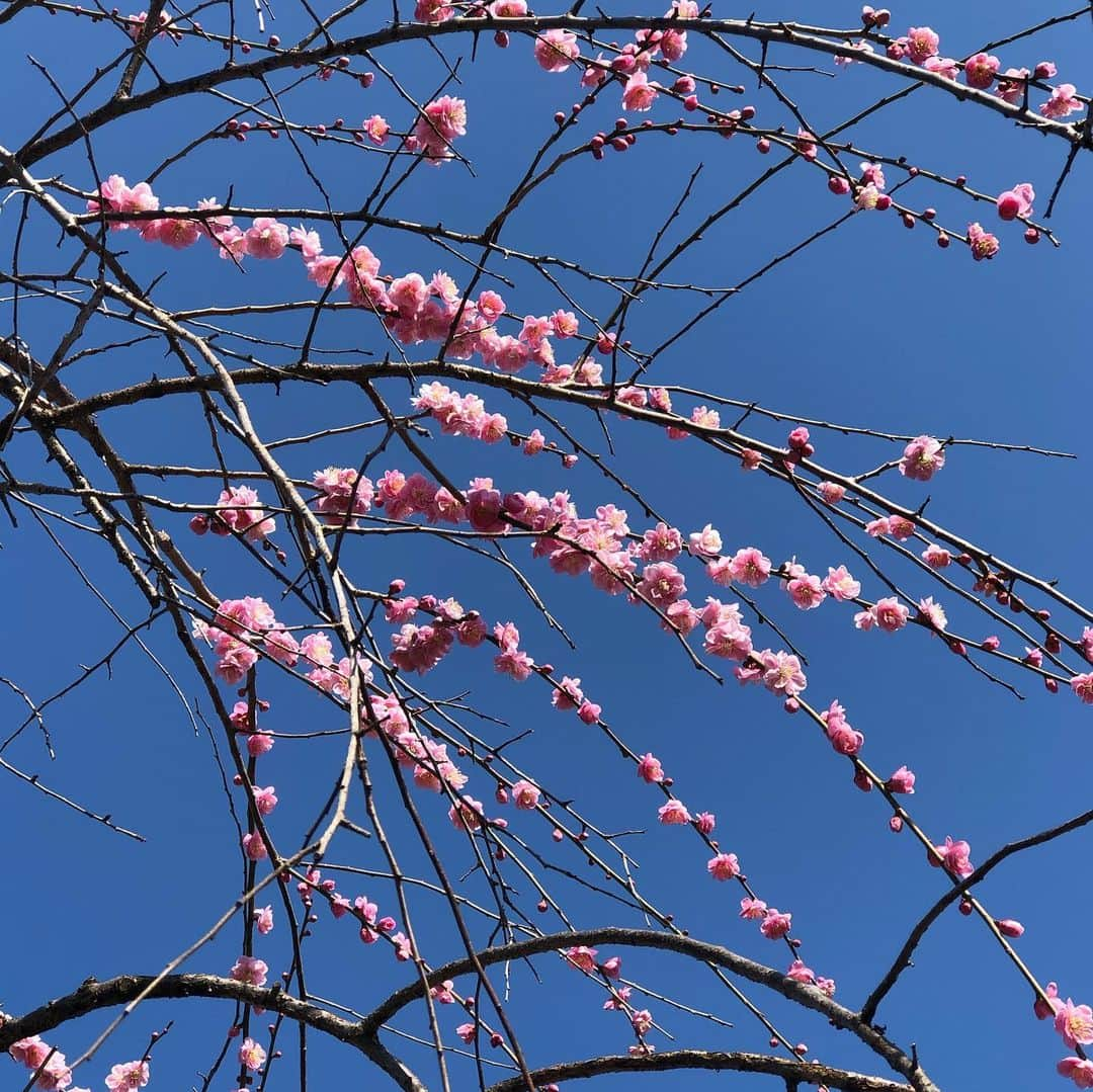 ムッシュピエールさんのインスタグラム写真 - (ムッシュピエールInstagram)「天気が良かったので、#万博記念公園 の　#梅林 を観に。 ここにしかない　桃山という品種があるそうだが見つからなかった、、、 カメラに納められなかったけど、桜吹雪ならぬ梅吹雪を体験。あんまりステイホームだと気が滅入るからたまにはね。 で、 チラ見えコピーヌさん。」2月22日 15時49分 - m.pierr