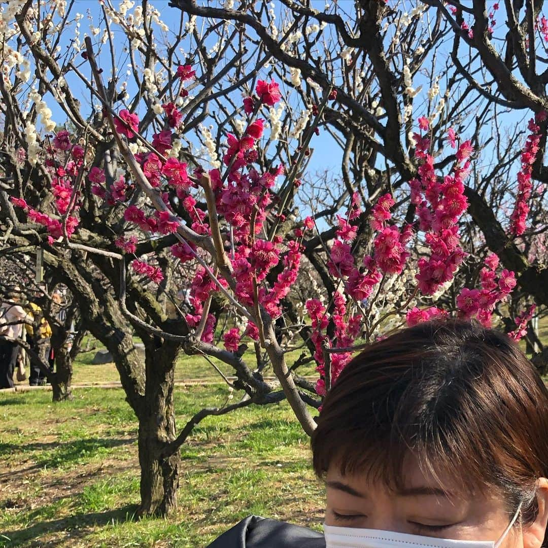 ムッシュピエールさんのインスタグラム写真 - (ムッシュピエールInstagram)「天気が良かったので、#万博記念公園 の　#梅林 を観に。 ここにしかない　桃山という品種があるそうだが見つからなかった、、、 カメラに納められなかったけど、桜吹雪ならぬ梅吹雪を体験。あんまりステイホームだと気が滅入るからたまにはね。 で、 チラ見えコピーヌさん。」2月22日 15時49分 - m.pierr