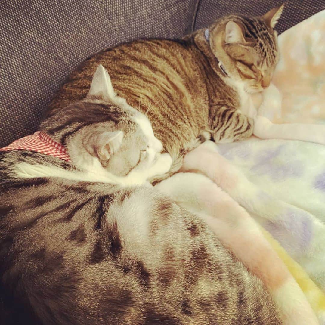 藤純さんのインスタグラム写真 - (藤純Instagram)「#ねこの日　なので、実家の猫。 本当は一緒に寝たくないけど、寒いので背に腹はかえられずくっついて寝てる梅ちゃん(灰色)。でいちゃん(茶色)はくっついて寝るのが好き。」2月22日 15時51分 - fujijunrox