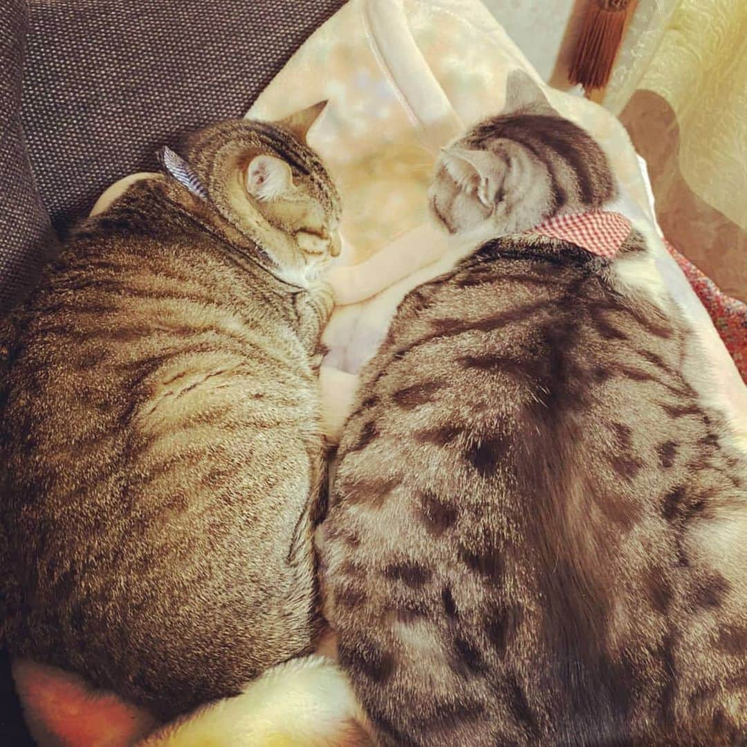 藤純さんのインスタグラム写真 - (藤純Instagram)「#ねこの日　なので、実家の猫。 本当は一緒に寝たくないけど、寒いので背に腹はかえられずくっついて寝てる梅ちゃん(灰色)。でいちゃん(茶色)はくっついて寝るのが好き。」2月22日 15時51分 - fujijunrox