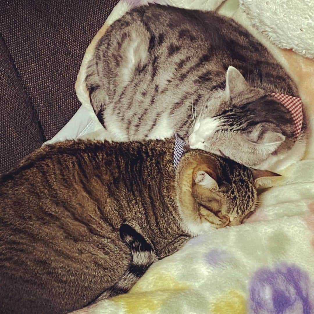 藤純さんのインスタグラム写真 - (藤純Instagram)「#ねこの日　なので、実家の猫。 本当は一緒に寝たくないけど、寒いので背に腹はかえられずくっついて寝てる梅ちゃん(灰色)。でいちゃん(茶色)はくっついて寝るのが好き。」2月22日 15時51分 - fujijunrox