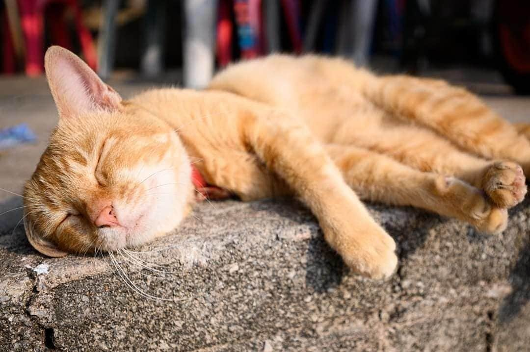 ニコンイメージングジャパン公式さんのインスタグラム写真 - (ニコンイメージングジャパン公式Instagram)「‖猫の日⠀ Photo by @marcoma213⠀ https://www.instagram.com/p/B83oAzfBJuW/⠀ *⠀ ニコン機材で撮影された光をテーマにした写真に「 #light_nikon 」をつけてInstagramに投稿いただいた皆さんの作品を本アカウントで紹介させていただきます。⠀ （作品使用に関するガイドラインは本アカウントのプロフィールに記載しているURLからご覧ください）⠀ ⠀ #ニコン #nikon #一眼 #カメラ #camera #nikon📷 #nikonlove  #light_nikon #猫の日 #ねこ #cat⠀ ⠀ ※皆様、政府、自治体など公的機関の指示に従った行動をお願いします。⠀ ⠀ nikonjpでは、写真を「見る楽しみ」を提供することを通して、⠀ 微力ながら皆様にわずかな時間でも癒しをお届けしたいと思っております。⠀ 本アカウントでの投稿を引き続きお楽しみください。」2月22日 16時00分 - nikonjp