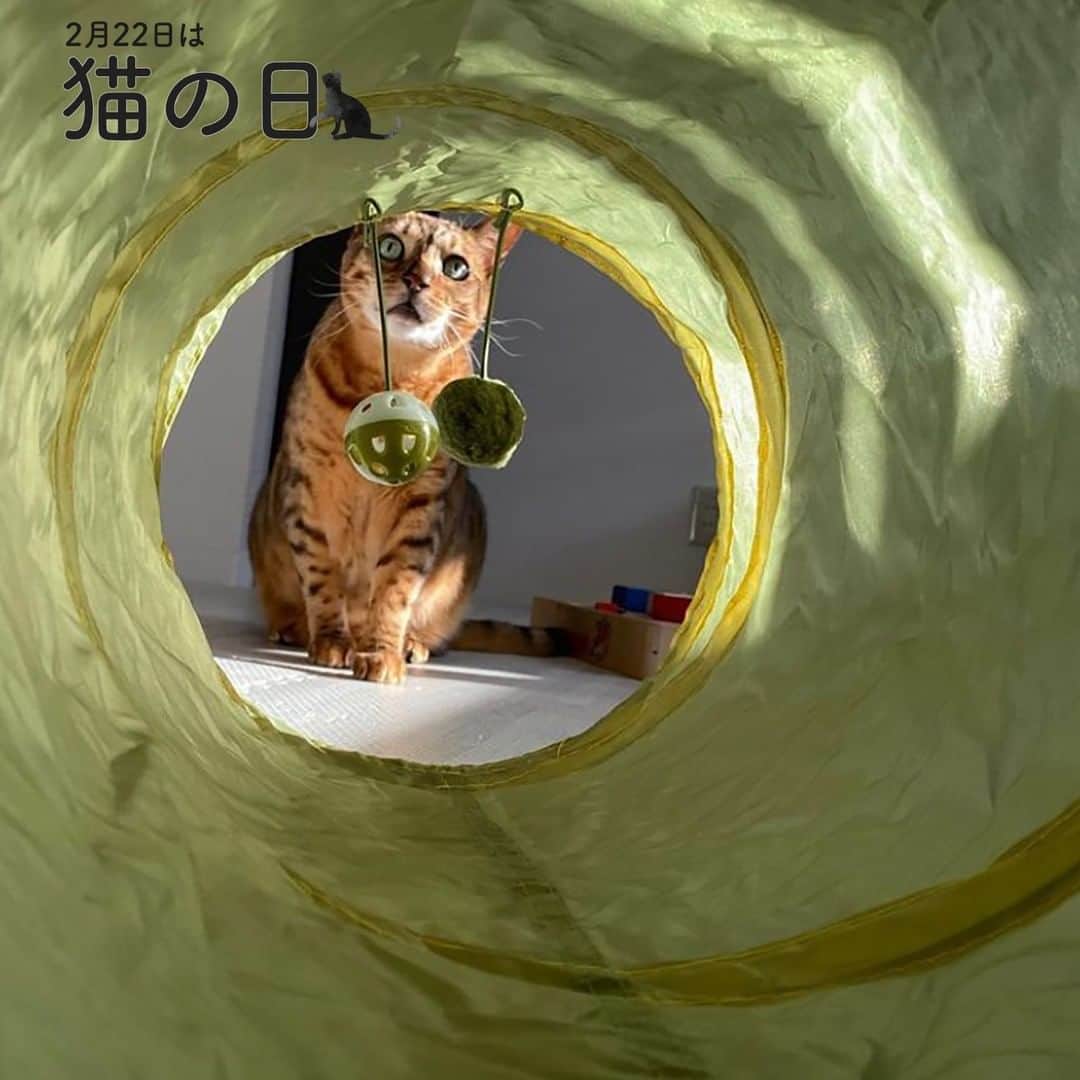 3COINSさんのインスタグラム写真 - (3COINSInstagram)「猫の日🐈  本日2月22日は #猫の日 です♪　  スタッフインフルエンサーの投稿から お写真をピックアップしてご紹介です◎  photo by @3coins_kyoka   キャットトンネル 1810/18H0576 300円(税込330円)  公式通販サイトでも販売しております。 @3coins_official プロフィールのURLよりご覧ください。  店舗により在庫が異なりますので、お立ち寄りの店舗までお問い合わせください。  #3COINS #スリーコインズ #スリコ #ネコの日 #ネコ #ねこ #キャットトイ #キャットトンネル #ペット #プチプラ #人気アイテム #公式通販サイト #パルクローゼット」2月22日 16時00分 - 3coins_official