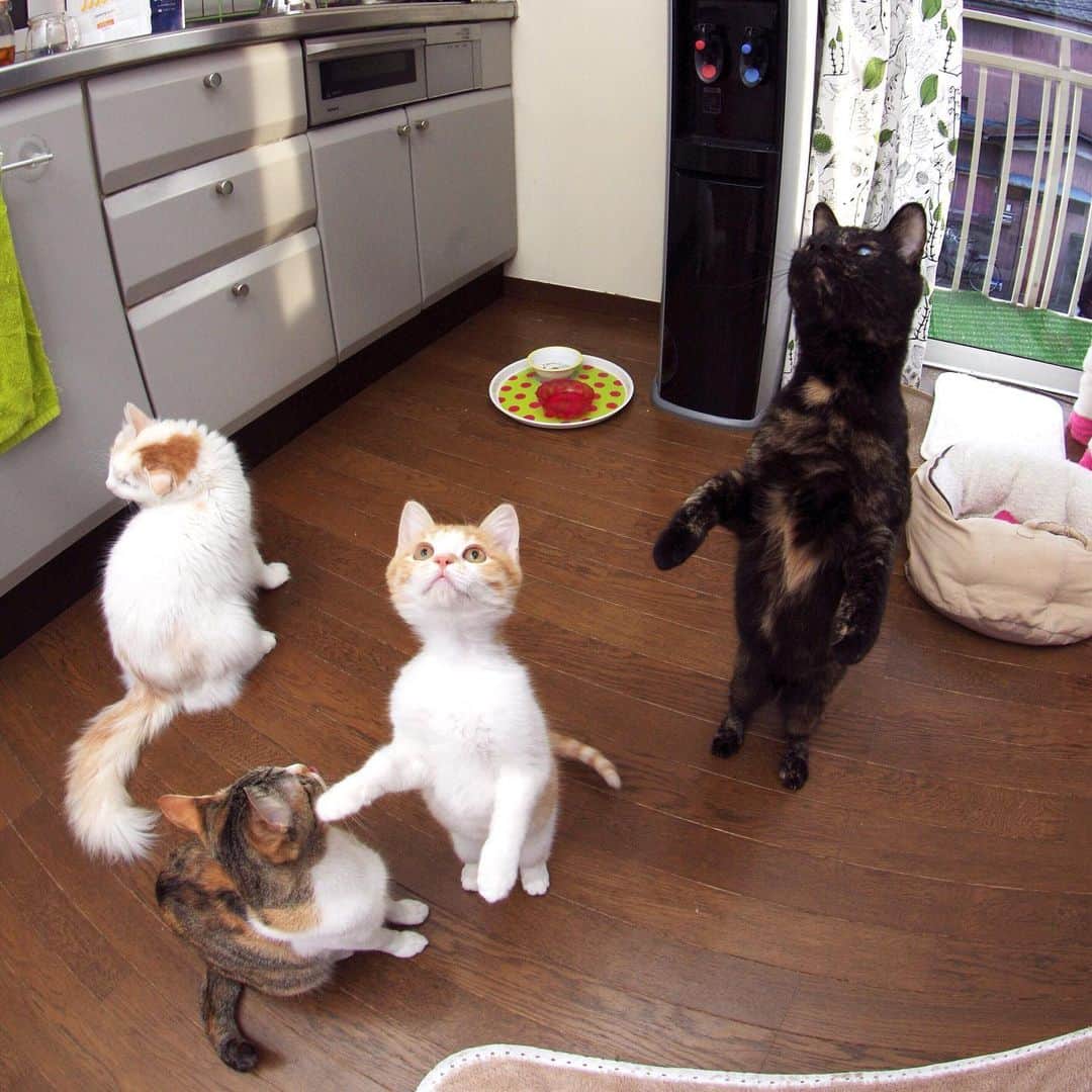Kachimo Yoshimatsuさんのインスタグラム写真 - (Kachimo YoshimatsuInstagram)「猫の日蔵出し 2013年のササミ祭り おかき、カステラ、岸田森、ヒジキ 岸田森ちゃんとヒジキの立ち方がなんとも #うちの猫ら #okaki #castella #kishidashin #hijiki #猫の日 #猫 #ねこ #cat #ネコ #catstagram #ネコ部 http://kachimo.exblog.jp」2月22日 16時02分 - kachimo