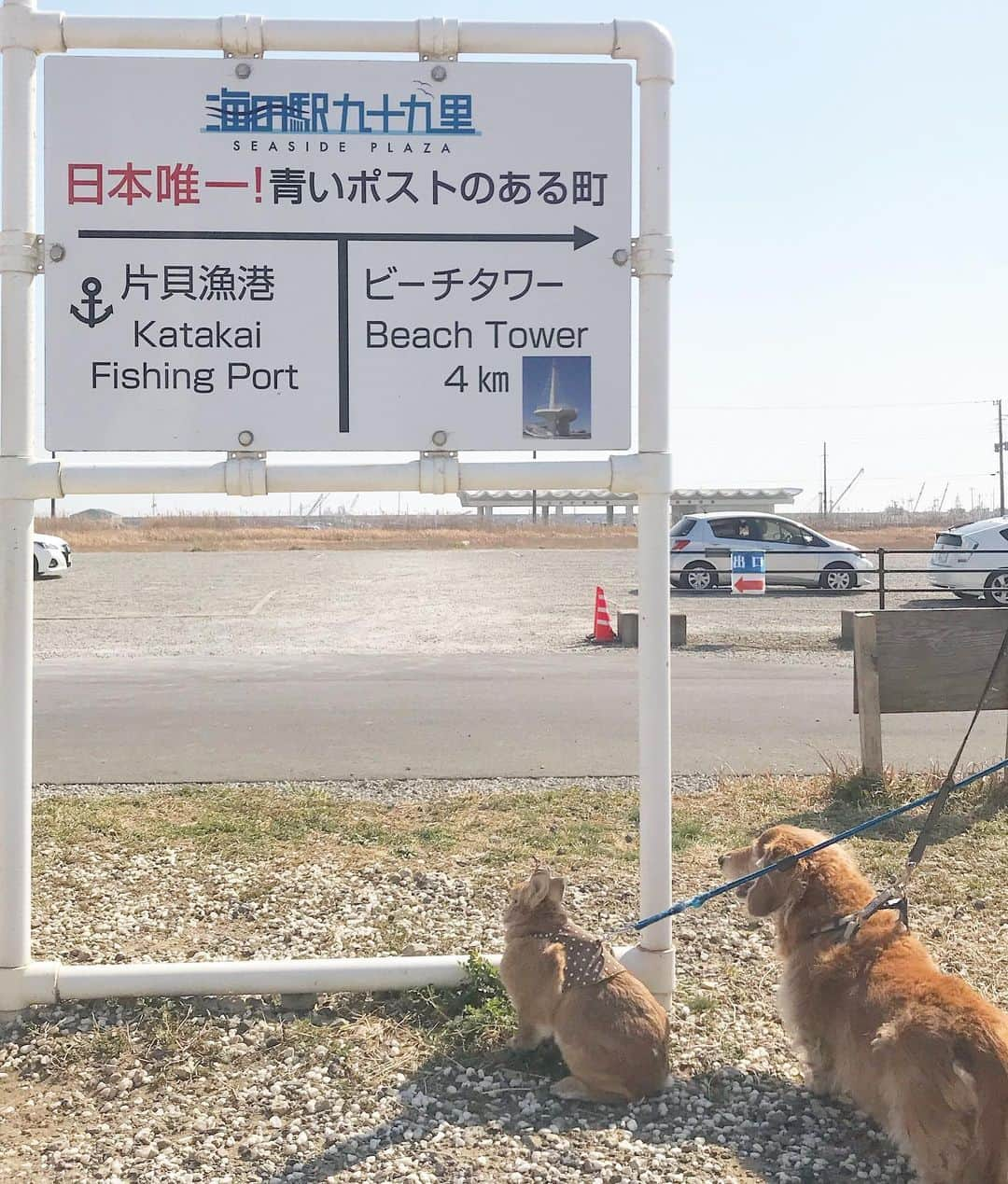 Chieko Shibutaさんのインスタグラム写真 - (Chieko ShibutaInstagram)「たろー🐶&うじゃこ🐰 地方☀️ 朝からポカポカ😊 プチさんぽ🚗💨🌊 海の駅で休憩 青いポストで記念写真が 暑さで　日陰で涼んでる🐰 日向ぼっこの🐶 それぞれ満喫中💙 記念撮影待ちの　行列できてますよ😅  💕✨🐶🍀🐰✨💕 #わんこの散歩 #dachshund #dachshunds #dachshundlove #dog #dogs #doglove #instadog #instagram #instagood #pet #pets #petsagram #cute #cutepe #cutepet #cutedog #cuteanimals #likes #smile #rabbit #ラビット #ミニュチュア #ミニュチュアダックス  #ミニュチュアダックスフント #うさぎ部 #うさぎ #ダックス #ダックスフンド」2月22日 16時11分 - chieko.81