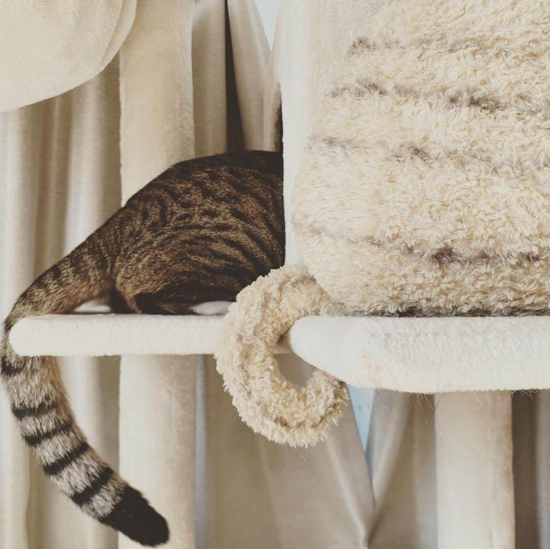 野本かりあのインスタグラム：「僕は猫じゃ無いのだ。 #猫の日　#lukarly #catsofinstagram #にゃんすたぐらむ」
