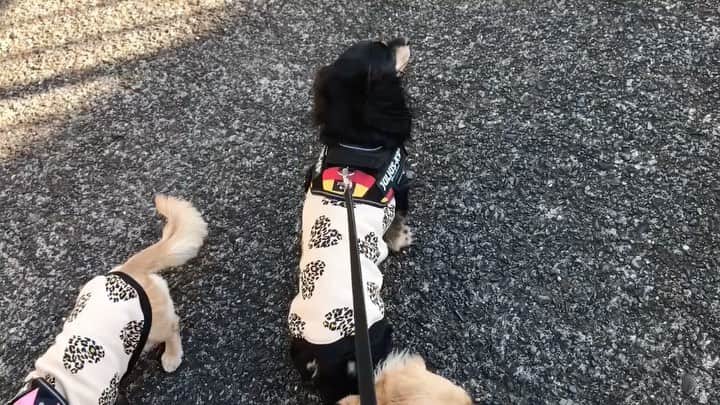 のインスタグラム：「#悪魔の石　メルの場合。#minituredachshund #dachshundlove #dachshundsofinstagram #instadog #ミニチュアダックスフンド#ミニチュアダックスフント#ミニチュアダックス#ダックス多頭飼い#メルロコ一家の横須賀ストーリー #ライブドアブログ公式ブロガー」