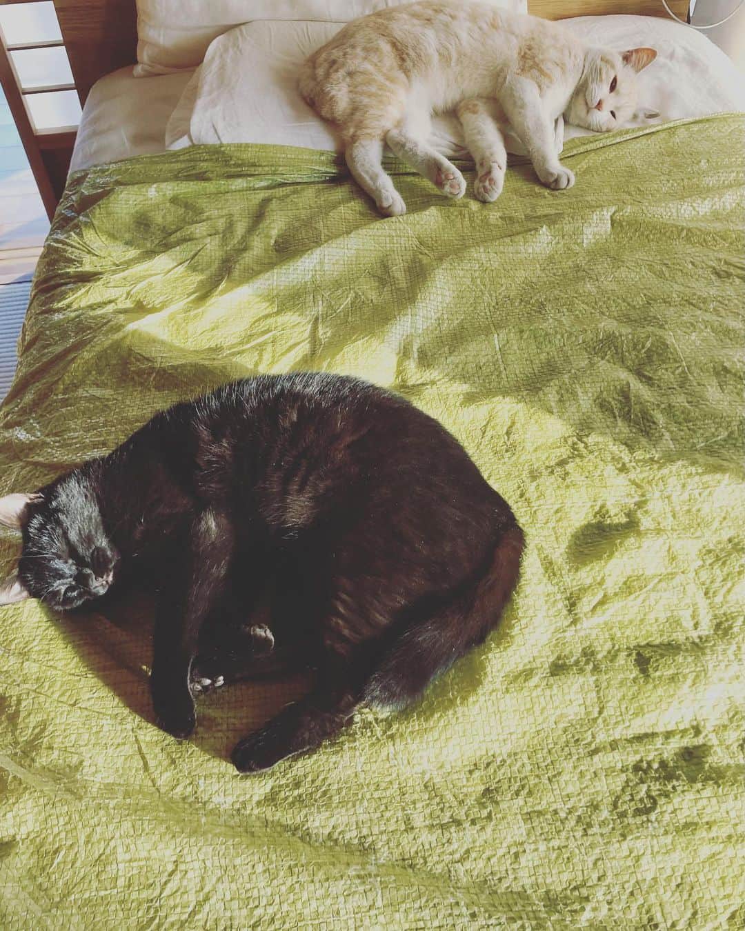 種ともこのインスタグラム：「あんたたち、今日は猫の日だってよ。と言ってみましたけど。人のベッド占領してやる気ゼロ。。。」