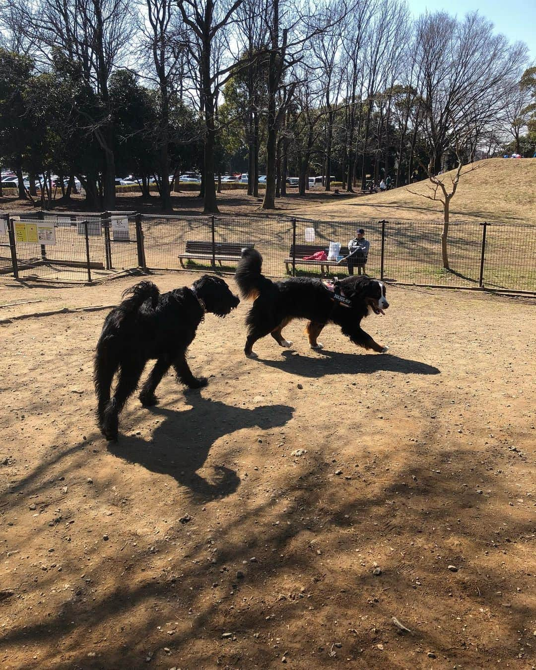 しなしさとこさんのインスタグラム写真 - (しなしさとこInstagram)「. . よい子のさくらお嬢さん 🌸🐕暖かい午後の日差 しが気持ちいいね〜🌱🌞 . .  #しなしさとこ #satokoshinashi #格闘技 #女子格闘技 #ジョシカク#黒シュナ #giantschnauzer #ジャイアントシュナウザー #シュナウザー #schnauzerworld #1歳犬 #シュナスタグラム #ドッグラン #大型犬のいる生活 #大型犬のいる生活#しなしさくらお嬢 #水元公園 #水元公園ドッグラン」2月22日 16時25分 - shinashisatoko