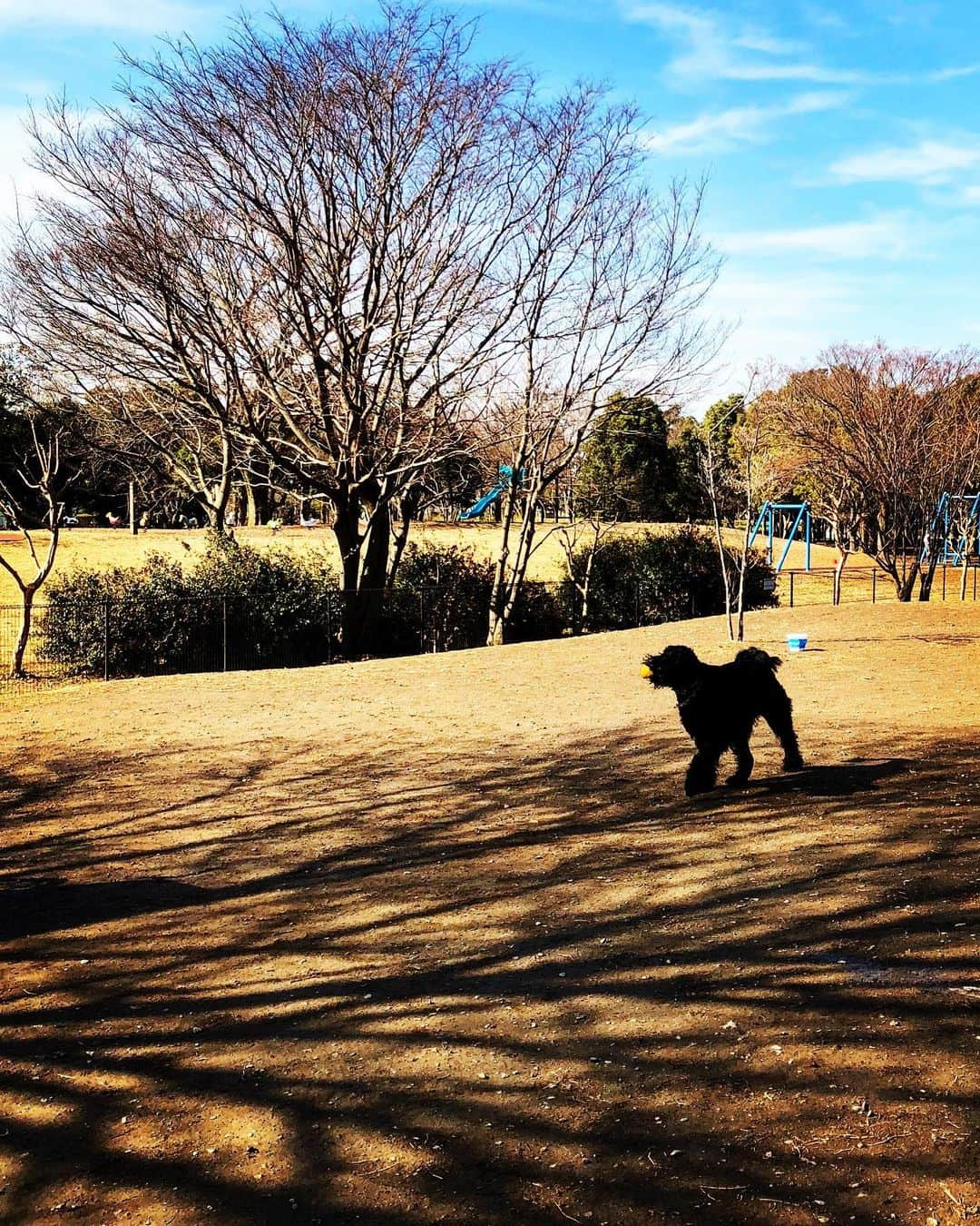 しなしさとこのインスタグラム：「. . よい子のさくらお嬢さん 🌸🐕暖かい午後の日差 しが気持ちいいね〜🌱🌞 . .  #しなしさとこ #satokoshinashi #格闘技 #女子格闘技 #ジョシカク#黒シュナ #giantschnauzer #ジャイアントシュナウザー #シュナウザー #schnauzerworld #1歳犬 #シュナスタグラム #ドッグラン #大型犬のいる生活 #大型犬のいる生活#しなしさくらお嬢 #水元公園 #水元公園ドッグラン」