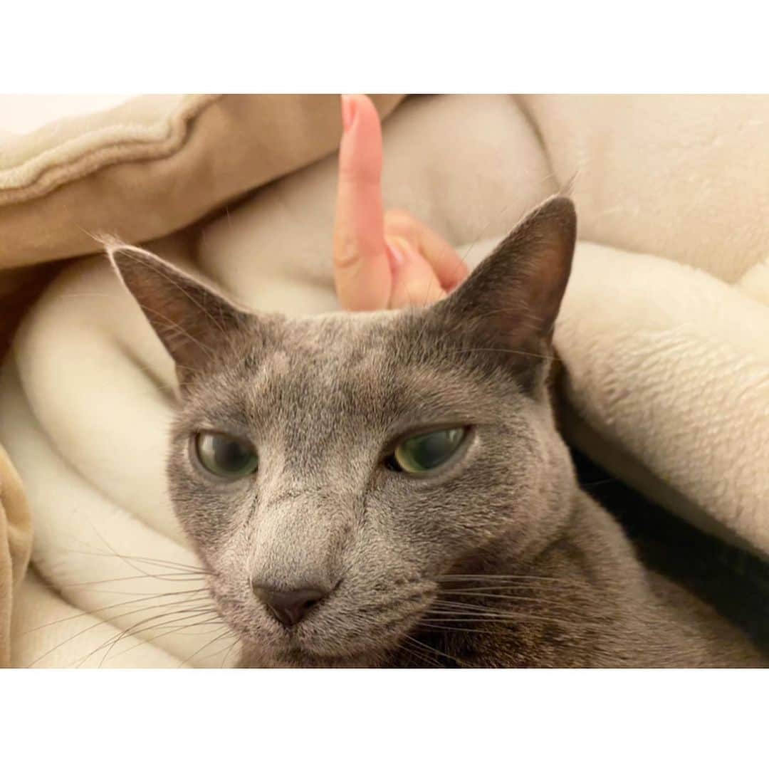 のインスタグラム：「. ぼくはひろなちゃんにいじめられています。 よくがっこうのしゅうごうしゃしんの時に さりげなくとなりのひとに手でツノをつくるあれです。 こうやっておちゃらけて、 ひろなちゃんはきのう「ヒトハト」 の告知をわすれたことを ごまかこそうとしています。 ねこの日にめんじてゆるしてあげます。 . 文化放送「アインシュタイン・山崎紘菜 Heat&Heart!」 昨日OAでした！ お聴き逃しの方はRadikoでお聞きになれるのでぜひ！！ #ヒトハト #2月22日 #ねこの日 #にゃんにゃんにゃん」
