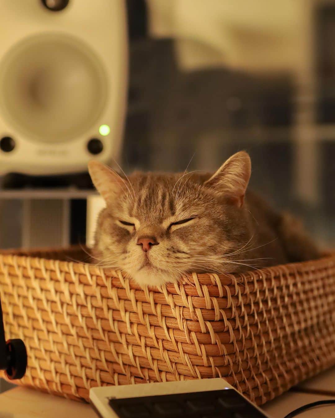DJ Komoriさんのインスタグラム写真 - (DJ KomoriInstagram)「#猫の日 #222 #閣下の日常😼 #catstagram #catsofinstagram #instacat #britishshorthair #catday #canoneos #eosrp」2月22日 16時53分 - djkomori