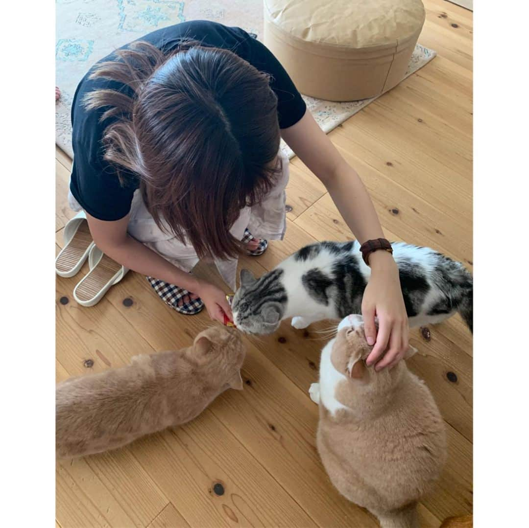 澤田桃佳さんのインスタグラム写真 - (澤田桃佳Instagram)「#猫の日　ですね みんな友達のお家の猫ちゃん🐈 私は飼っていません（笑） が、猫ちゃんってほんと癒されるよね🤍」2月22日 16時58分 - sawadamomoka