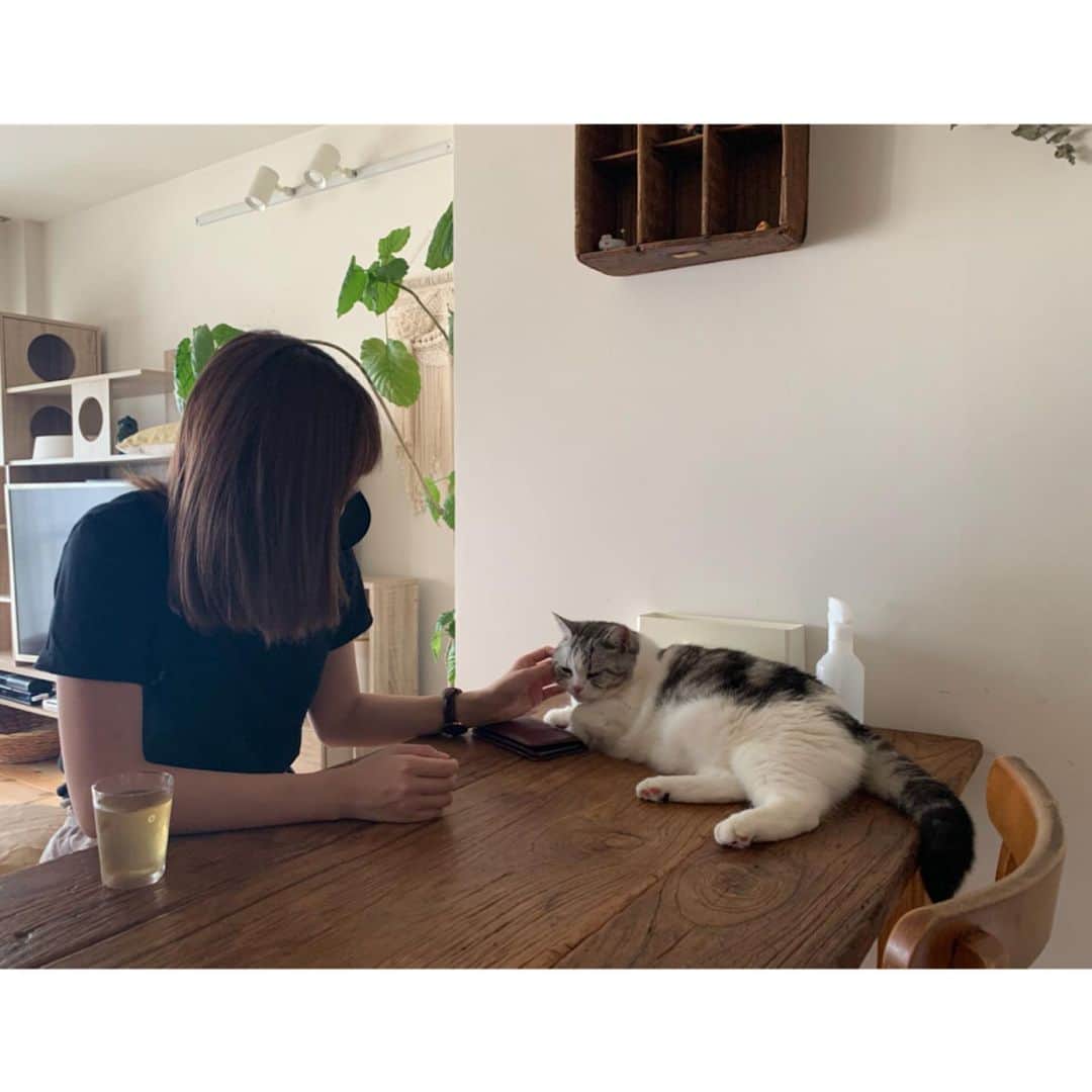 澤田桃佳のインスタグラム：「#猫の日　ですね みんな友達のお家の猫ちゃん🐈 私は飼っていません（笑） が、猫ちゃんってほんと癒されるよね🤍」