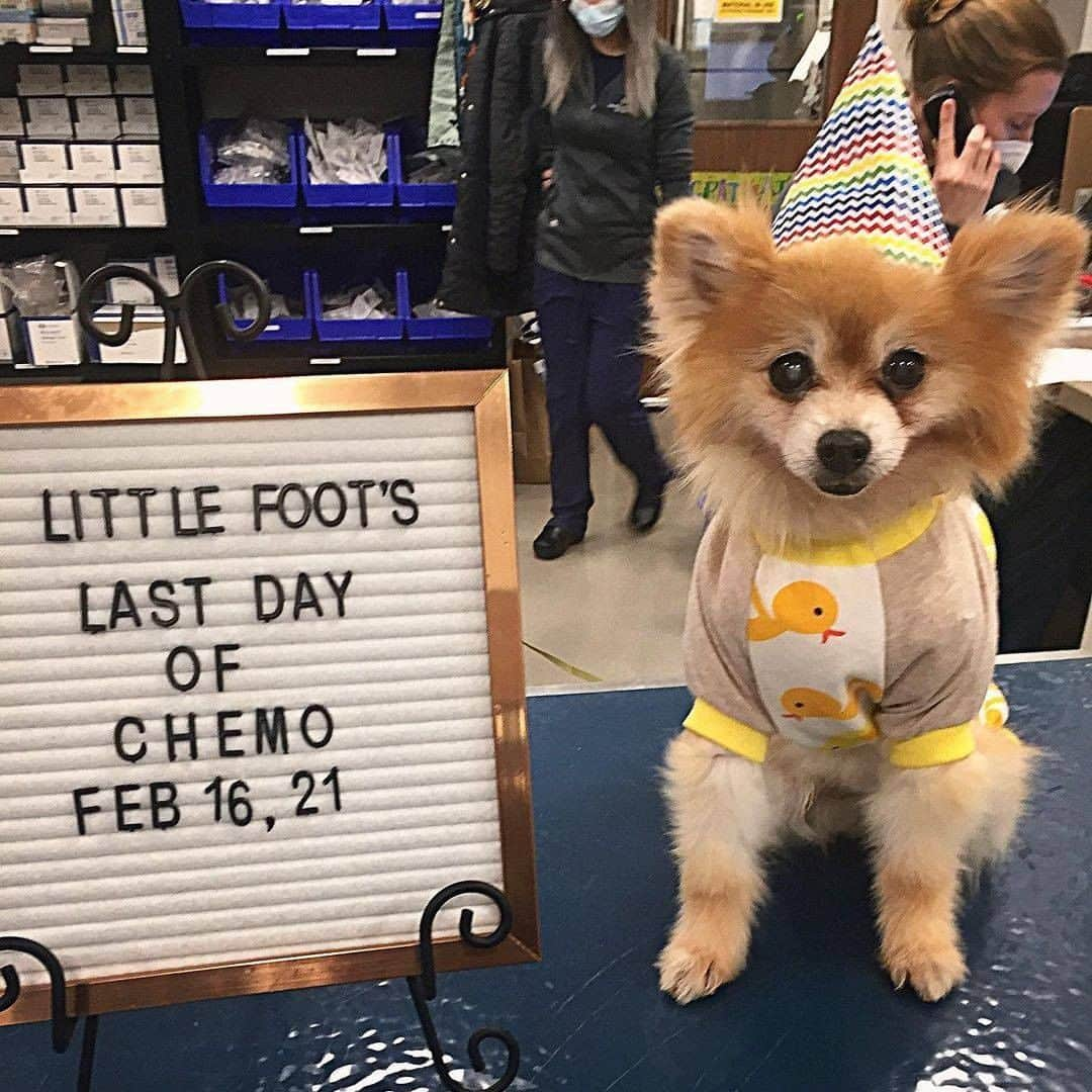 8crapさんのインスタグラム写真 - (8crapInstagram)「“KEEP CALM - It’s my last day of chemo! ♥️💉” 👏👏👏 - Want to get featured like her? Join “The Barked Club” on FACEBOOK and post something now! 👉 barked.com - 📷 @littlefootpom - #TheBarkedClub #barked #dog #doggo #Pomeranian」2月22日 17時00分 - barked