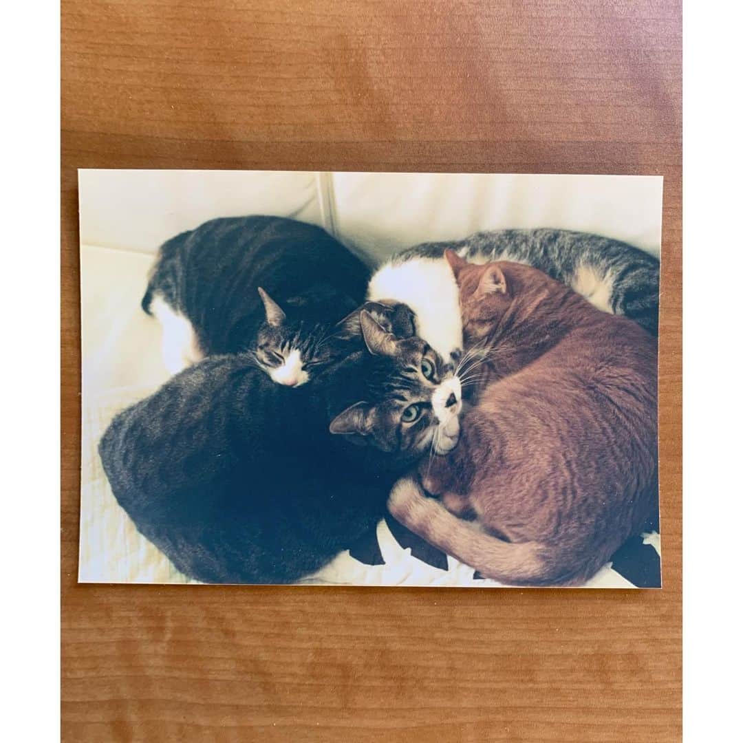 山崎陽子さんのインスタグラム写真 - (山崎陽子Instagram)「猫の子 打合せへ。今日は猫の日、いつも来る子には会えず。 #kimono#花織浮織 #センパイの着物  #首里ロートン織 #新垣みどり  #シルクラブ #ペルシャ絨毯展  うちにいた4匹の猫。 臍の緒がついたまま捨てられてた子は22年生きた✴︎」2月22日 17時00分 - yhyamasaki