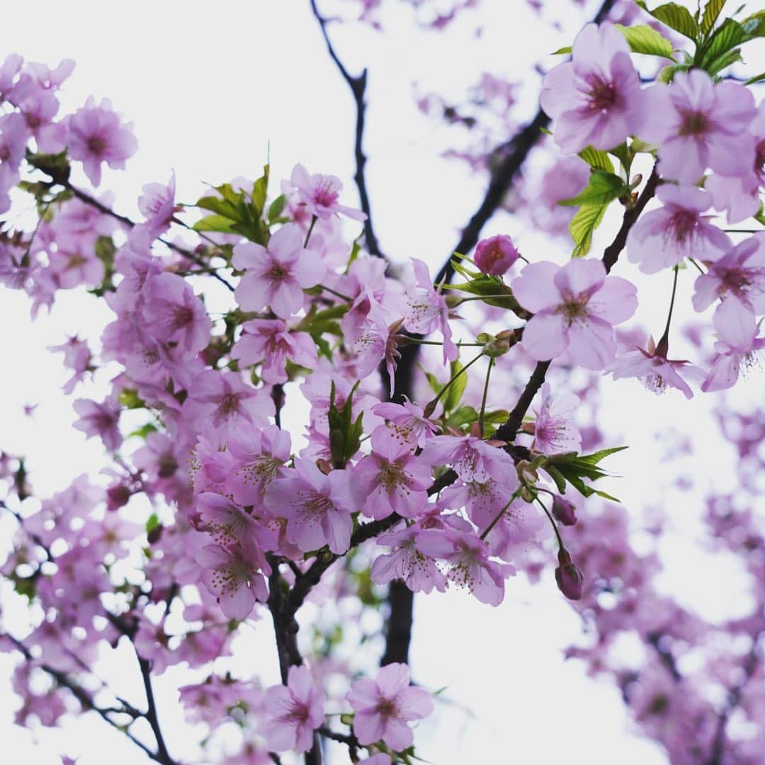 植田佳奈さんのインスタグラム写真 - (植田佳奈Instagram)「#桜 #春 #お花見 #お散歩」2月22日 17時03分 - ueda__kana