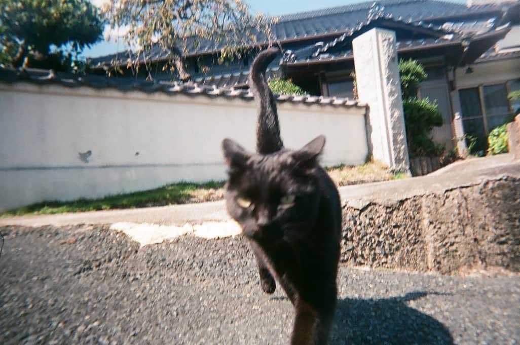 竹原聖一郎さんのインスタグラム写真 - (竹原聖一郎Instagram)「猫の日ということなので、うちの実家にいる自然豊かでのびのび暮らしてる黒猫ちゃんを。」2月22日 17時13分 - shoichiro1113