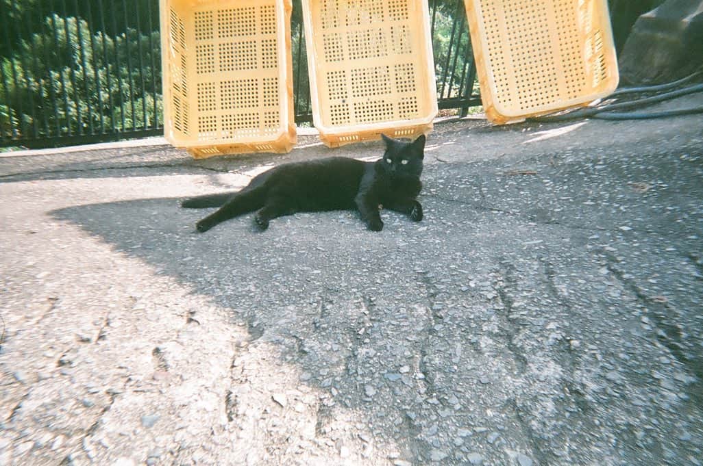 竹原聖一郎さんのインスタグラム写真 - (竹原聖一郎Instagram)「猫の日ということなので、うちの実家にいる自然豊かでのびのび暮らしてる黒猫ちゃんを。」2月22日 17時13分 - shoichiro1113