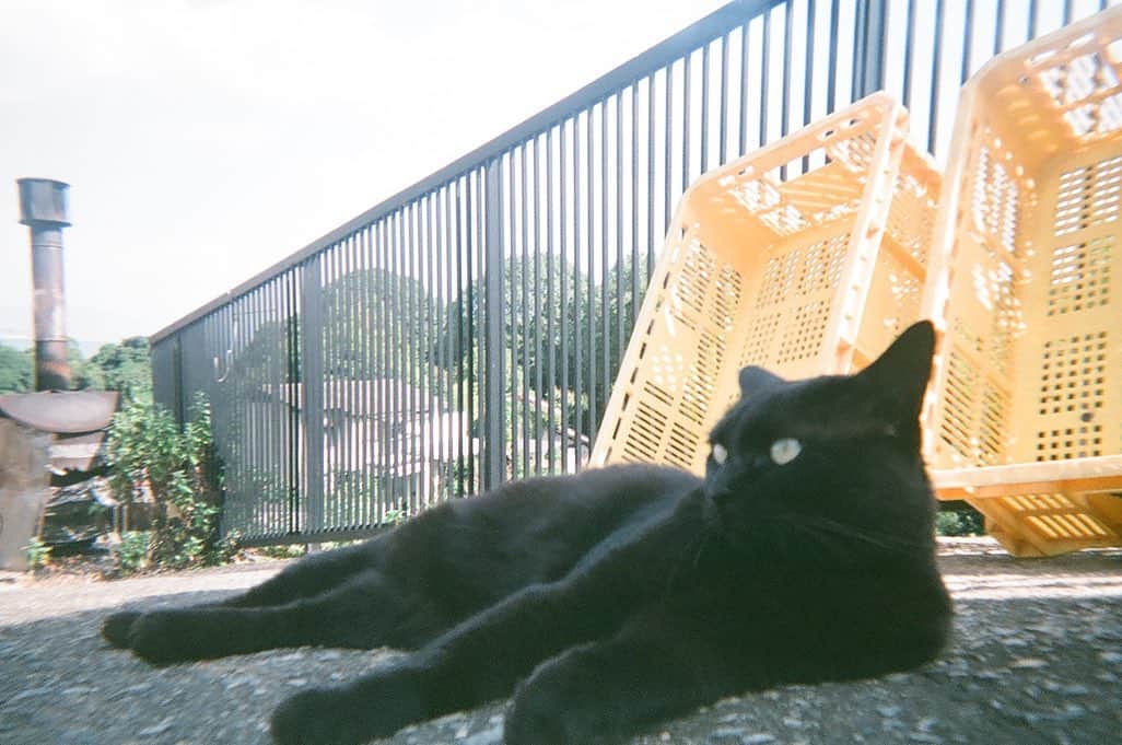 のインスタグラム：「猫の日ということなので、うちの実家にいる自然豊かでのびのび暮らしてる黒猫ちゃんを。」