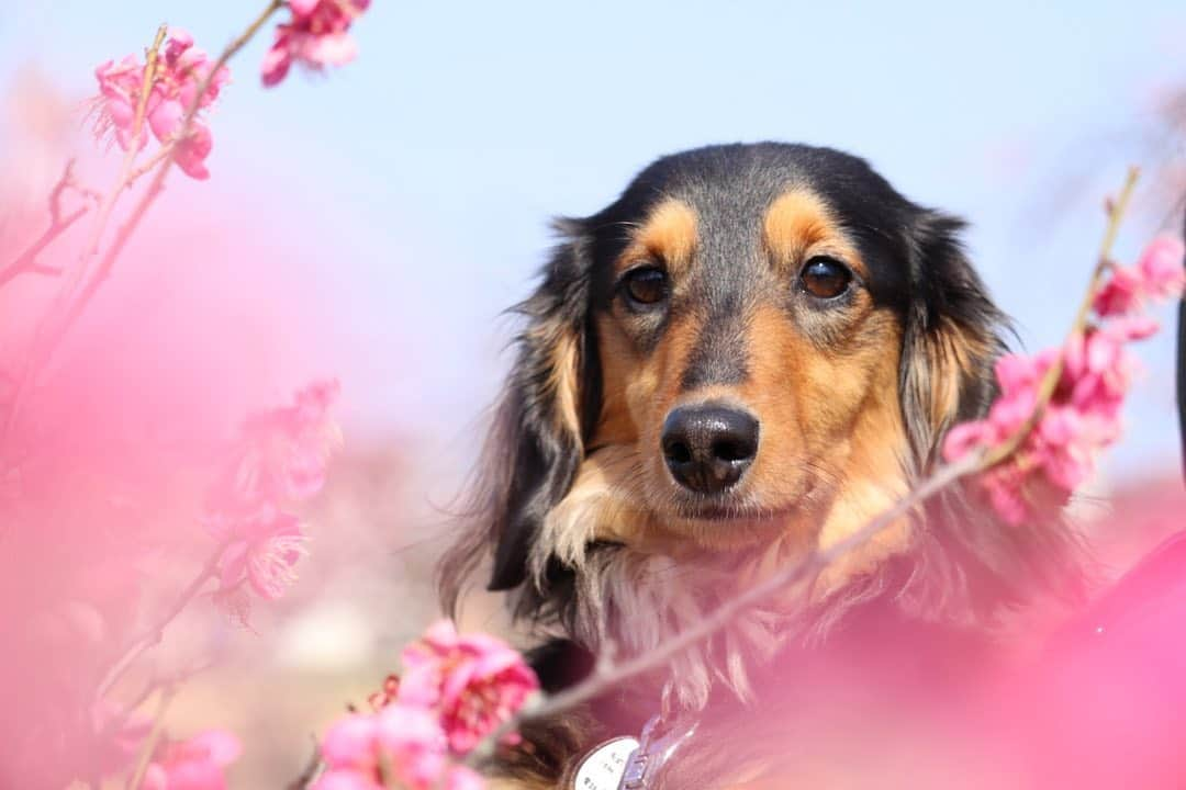 ❃ren❃さんのインスタグラム写真 - (❃ren❃Instagram)「梅の花とこっちゃん𓂃◌𓈒𓐍 * 今日も似たようなpic❤︎˒˒  相変わらず真顔です(⸝⸝•́દ•̀⸝⸝) * いつも見ていただきありがとうございます◡̈❤︎ *  。・。・。・。・。・。・。・。 * #梅の花とこっちゃん #親バカpic #真顔犬 #うちのモデル犬 #琥珀#こはく#こっちゃん#暴れん坊#ビビリ犬#ブラックタンダックス#ダックス#ミニチュアダックス#ミニチュアダックスフンド#短足部#チームぶさ顔#わんこ写真#dog#dachshund  #レオン大好きだよ」2月22日 17時06分 - ren1008