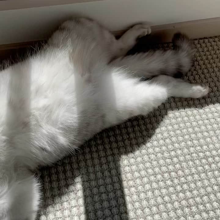 のインスタグラム：「にゃんこの日♡  #にゃんすたぐらむ  #猫の日  #ねこすたぐらむ」