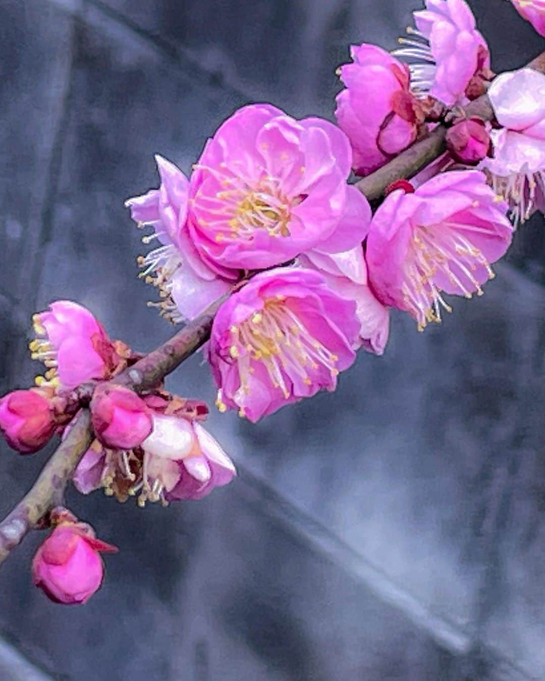 中野猛さんのインスタグラム写真 - (中野猛Instagram)「必ず冬は終わり、春が来て花は咲く。 厳しい冬も暑い夏もあるが、心地よい春と秋も同じようにある。  厳しい冬の後に春が来る。  #春一番　#梅ほ咲いた　#冬が終わる #light_Nikon #花フレンド #花の写真館 #はなまっぷ #私の花の写真 #japan_daytime_view  #日本の風景 #japan_photo_now #daily_photo_jpn #photo_jpn #japan_of_insta #lovers_nippon #japan_night_view #japan_daytime_view」2月22日 17時09分 - takeshi__nakano