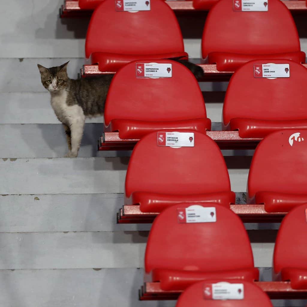 ゲキサカさんのインスタグラム写真 - (ゲキサカInstagram)「スタジアムに降り立った猫たち  #猫の日 #2月22日 #サッカー #フットボール #soccer #football #⚽️ #🐈 #cat #gekisaka #ゲキサカ ©︎GettyImages」2月22日 17時14分 - gekisaka