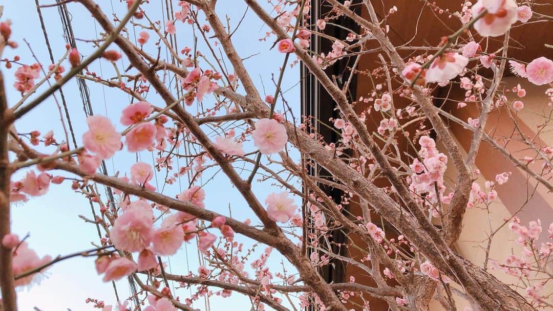 中山来未さんのインスタグラム写真 - (中山来未Instagram)「ｳｯﾄﾘ🍵 花粉の季節ですね❕」2月22日 17時16分 - kurumi_nakayama