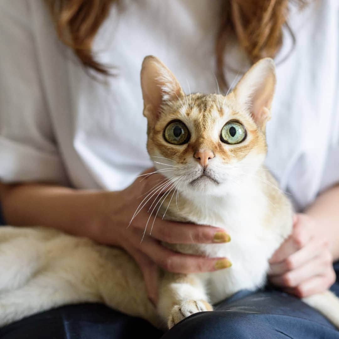 kanazawa_johoのインスタグラム：「今日は #猫の日  金沢情報の表紙も飾ったことがある 美猫トイさんの 秘蔵写真を公開します 高貴なお顔がなんとも麗しいです」