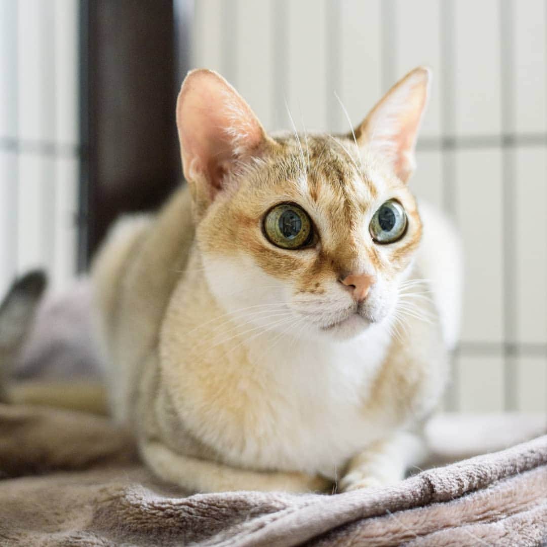 kanazawa_johoさんのインスタグラム写真 - (kanazawa_johoInstagram)「今日は #猫の日  金沢情報の表紙も飾ったことがある 美猫トイさんの 秘蔵写真を公開します 高貴なお顔がなんとも麗しいです」2月22日 17時30分 - kanazawa_joho