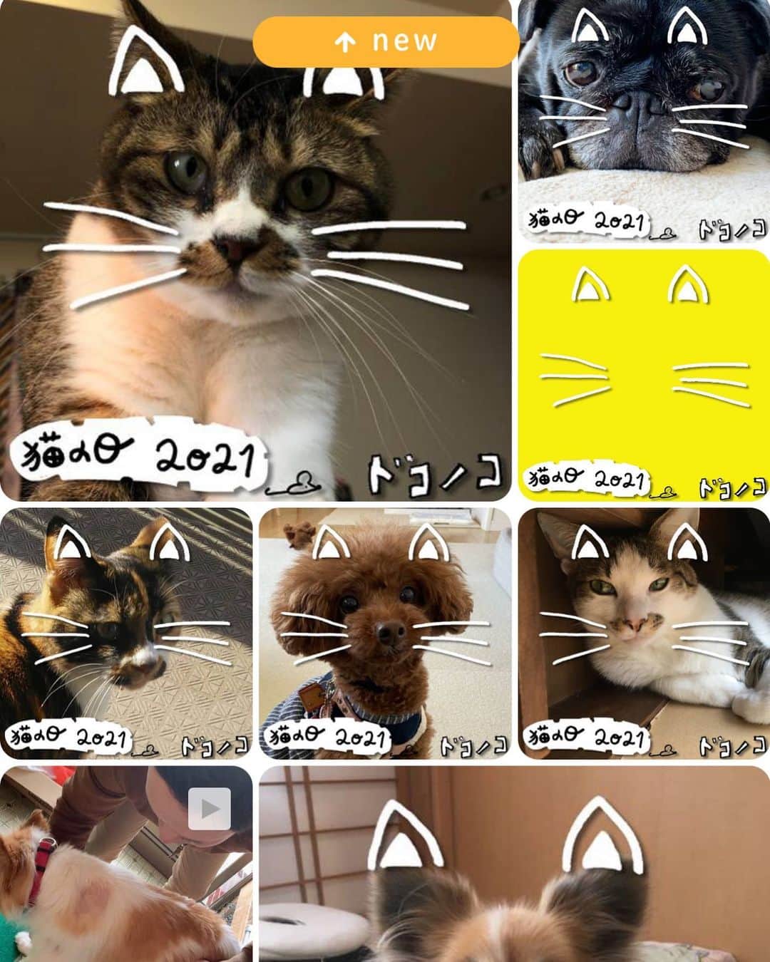 ドコノコさんのインスタグラム写真 - (ドコノコInstagram)「祝・猫の日！ 今日は一年に一度の、お祭りです。  ドコノコでは、フォトフレームで、 いぬもねこもみんなで 猫化してたのしんでいますよー。  ぜひ、広場からやってみてくださいねにゃー😽  #ドコノコ　#dokonoko #猫の日　#ねこの日　#222」2月22日 17時24分 - dokonokoapp