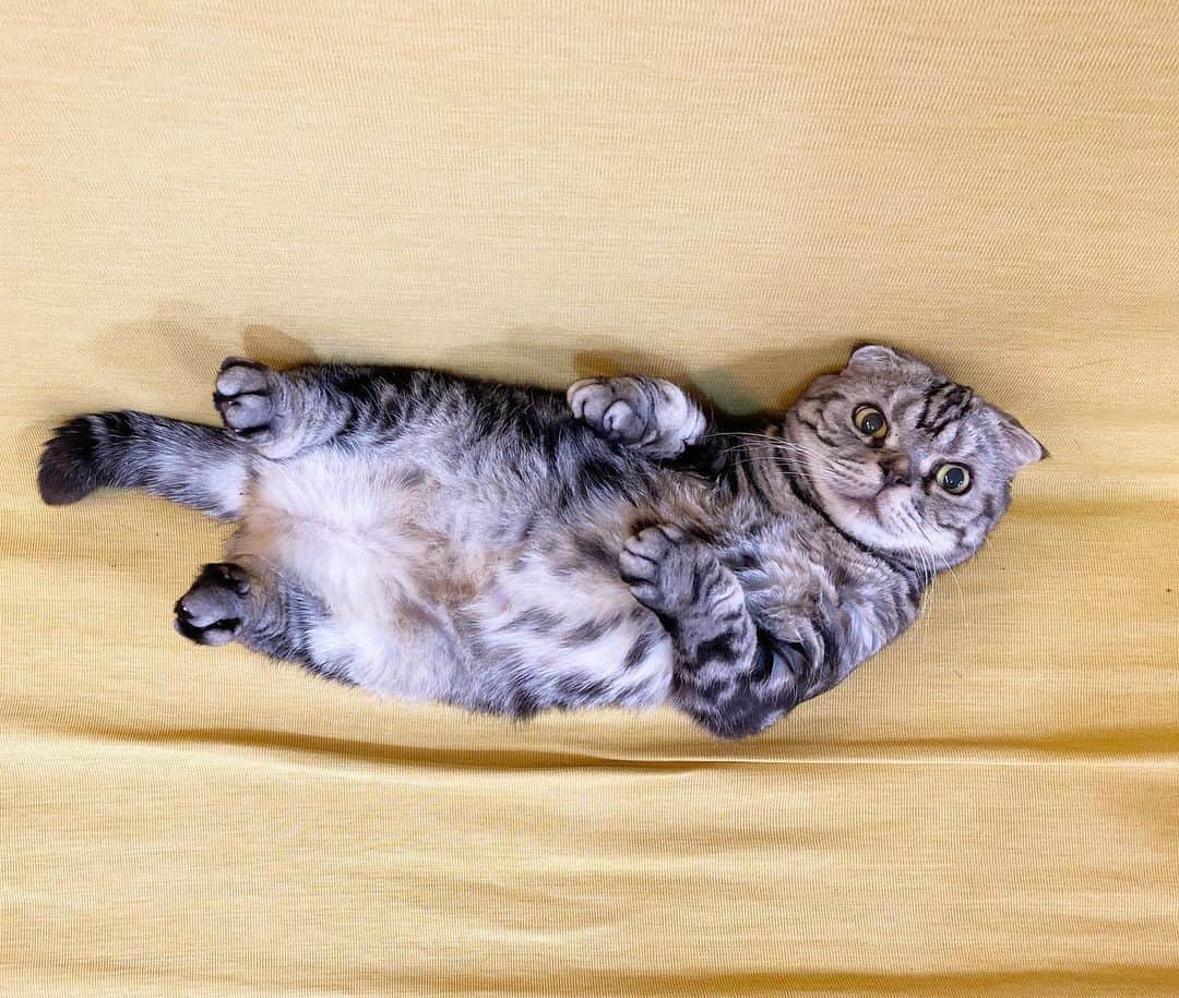 Shishi-maruのインスタグラム：「毎日が猫の日 Today is a cat day in Japan.」