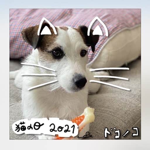 ドコノコのインスタグラム：「ブイコもねこになるのニャー！  #ドコノコ　#dokonoko #dog #cat #猫の日　#ねこの日　#222」