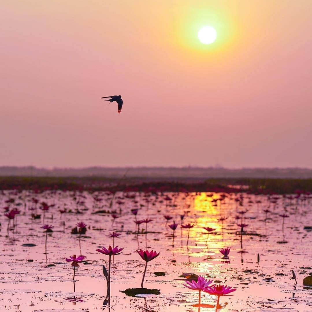 JALさんのインスタグラム写真 - (JALInstagram)「. Talay Bua Daeng, a magical pink water lily lake, with swallows flying above. #togetherthisfebruary  幻想的な赤い睡蓮の湖 #タレーブアデーン 🌅 ツバメはどこへ向かうのでしょう🪶 . . Photo by @tomoko_photo Post your memories with #FlyJAL  #JapanAirlines #thailand #naturegeography」2月22日 17時30分 - japanairlines_jal