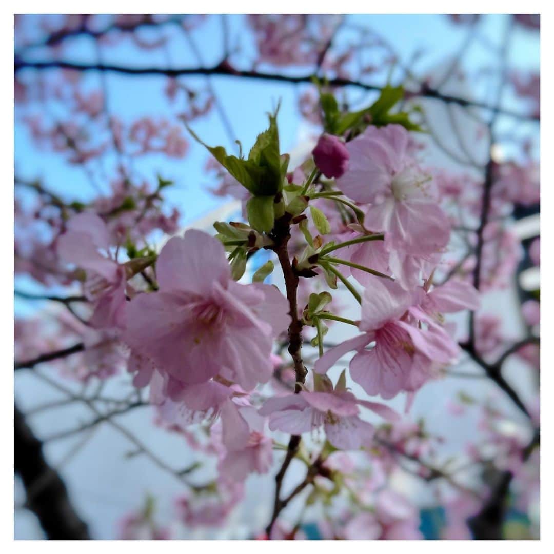 さだまさしさんのインスタグラム写真 - (さだまさしInstagram)「東京の春🌸見つけた 東麻布で１本だけ満開🌸🌸🌸 びっくりした👀‼️ . #桜 #満開 #さだまさし #sadamasashi #春見つけた」2月22日 17時49分 - sada_masashi