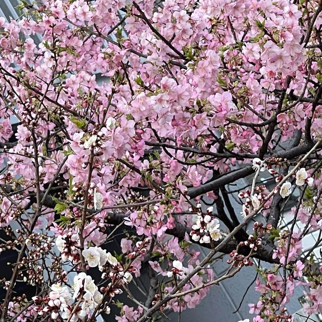さだまさしさんのインスタグラム写真 - (さだまさしInstagram)「東京の春🌸見つけた 東麻布で１本だけ満開🌸🌸🌸 びっくりした👀‼️ . #桜 #満開 #さだまさし #sadamasashi #春見つけた」2月22日 17時49分 - sada_masashi