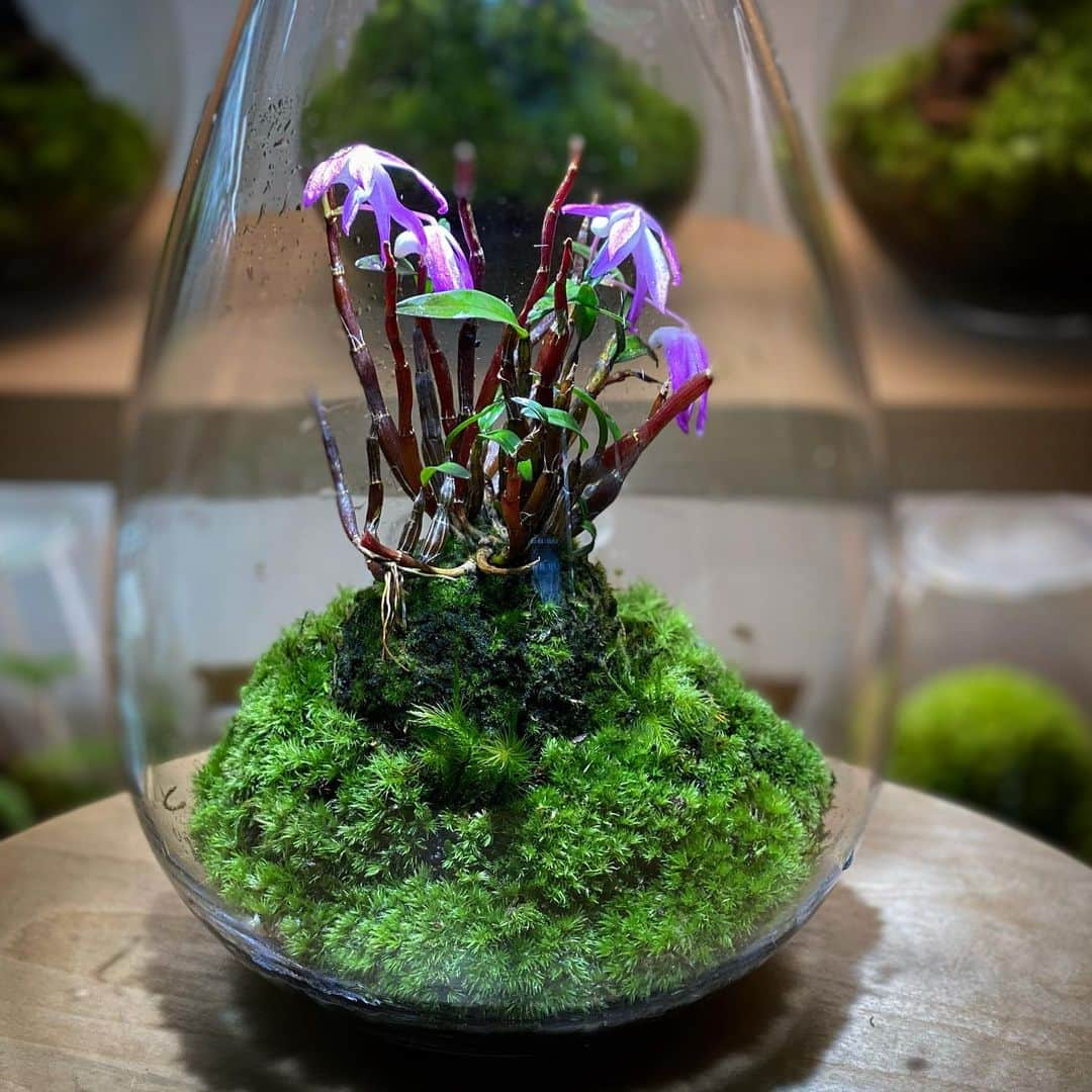 Mosslight-LEDさんのインスタグラム写真 - (Mosslight-LEDInstagram)「#セッコク　Dendrobium moniliforme  #mosslight#モスライト#苔#コケ#mossy#mossa#moss#terrarium #テラリウム#indoorgreen#plants#コケテラリウム#苔テラリウム#mossterrarium#mossarium#paludariu#パルダリウム#インドアグリーン」2月22日 17時42分 - mosslight1955