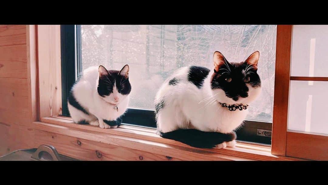 水上京香さんのインスタグラム写真 - (水上京香Instagram)「にゃんにゃんにゃんの日🐈 遠近法関係なく、弟 カイ君の方が大きいですが、 二匹、仲良く過ごしてくれていることを、姉は願っています。 📸妹 #実家の猫様」2月22日 17時45分 - kyokaminakami_official