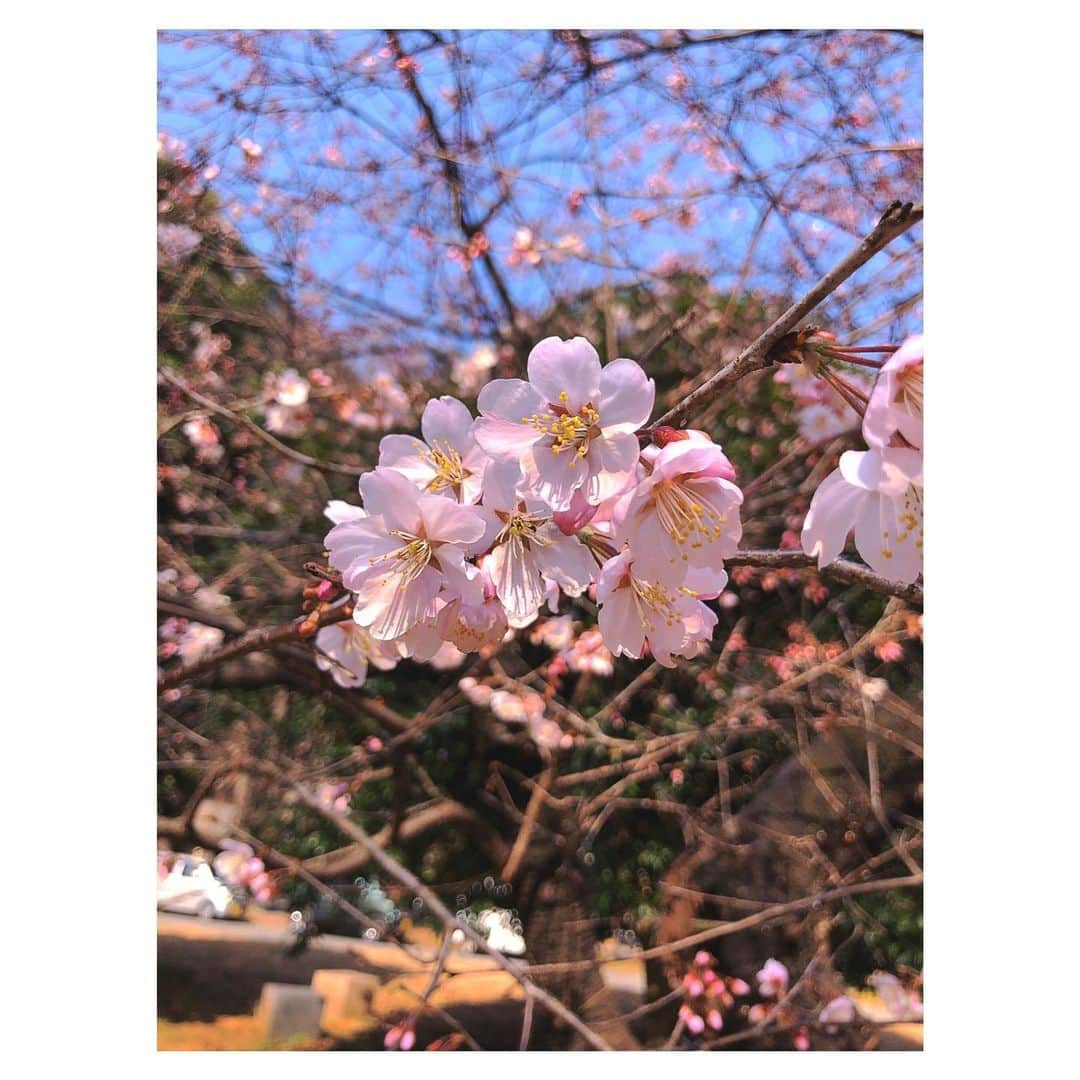 理絵さんのインスタグラム写真 - (理絵Instagram)「家の近所の大寒桜が咲き始めました🌸  #大寒桜 #桜 #sakura #kirschblüten #cherryblossom #ciliegio #벚꽃 #flowers #fiore #blume #꽃 #花 #tokyo #japan」2月22日 17時50分 - ____rie____