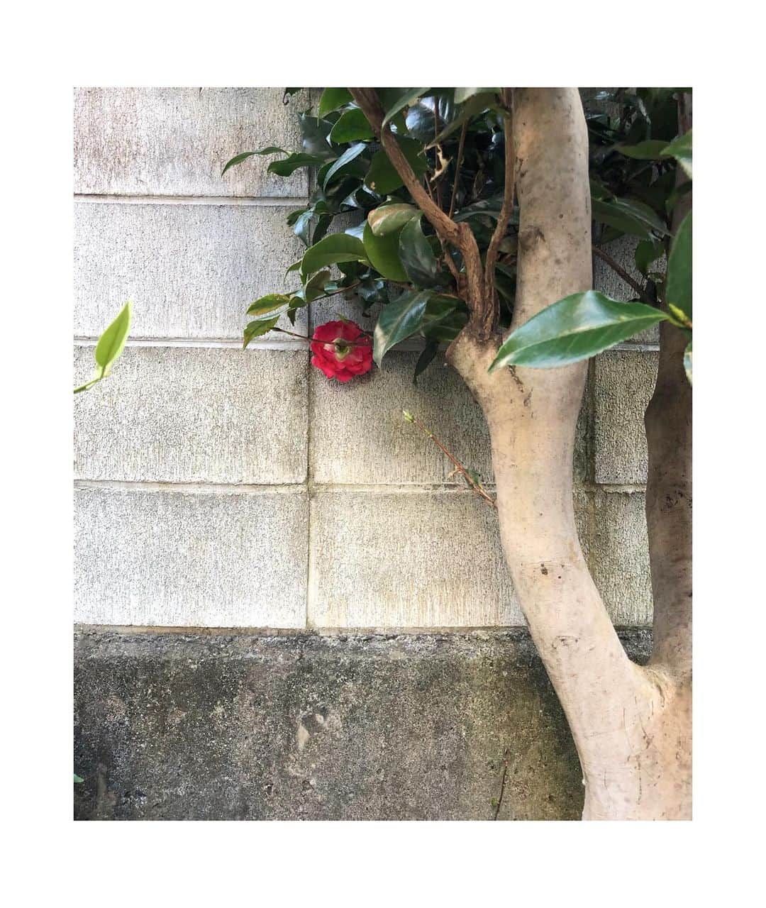 井山三希子さんのインスタグラム写真 - (井山三希子Instagram)「庭の椿が何故か一つだけ開花 で、なんでブロック塀の方に向いて咲いてるの⁈」2月22日 17時50分 - nikoyagi
