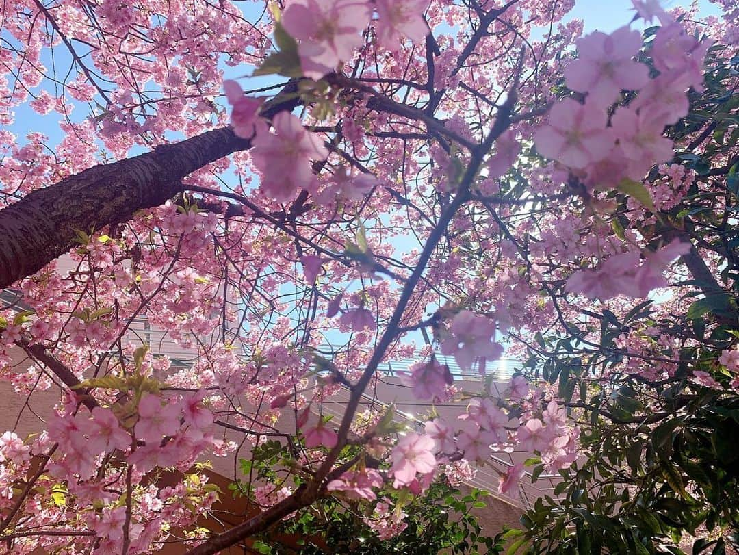 段原瑠々さんのインスタグラム写真 - (段原瑠々Instagram)「🌸  河津桜が咲いてました。綺麗なピンク色！ 天気も良くてあったかくておさんぽ日和だね〜🚶‍♀️  #juicejuice #段原瑠々 #河津桜 #春 #おさんぽ #お台場  (写真撮るときだけマスク外してます😷)」2月22日 17時56分 - ruru_dambara.official