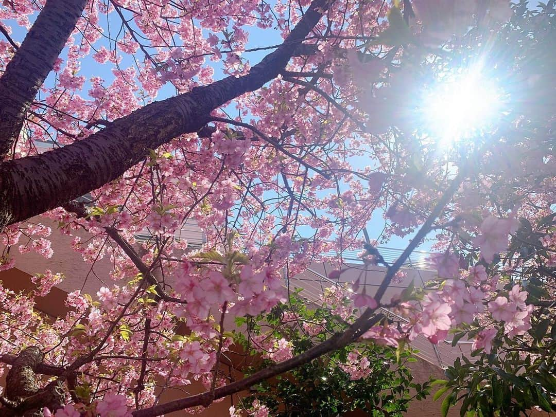 段原瑠々さんのインスタグラム写真 - (段原瑠々Instagram)「🌸  河津桜が咲いてました。綺麗なピンク色！ 天気も良くてあったかくておさんぽ日和だね〜🚶‍♀️  #juicejuice #段原瑠々 #河津桜 #春 #おさんぽ #お台場  (写真撮るときだけマスク外してます😷)」2月22日 17時56分 - ruru_dambara.official